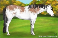 Horse Color:White Spotted Bay Ice