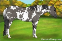 Horse Color:White Spotted Grullo
