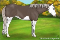 Horse Color:Silver Black Splash 