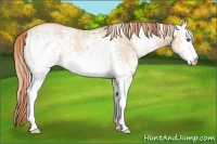 Horse Color:White Spotted Buckskin Pearl 