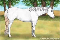 Horse Color:Buckskin Tobiano Varnish