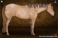 Horse Color:Bay Pearl 