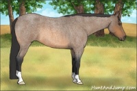 Horse Color:Buckskin Roan 