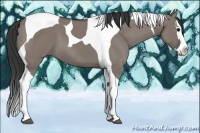 Horse Color:Grullo Splash Tobiano 