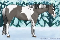 Horse Color:Grullo Splash Tobiano