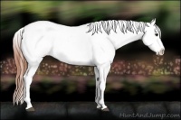 Horse Color:Grullo Tobiano Appaloosa 