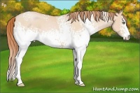 Horse Color:White Spotted Buckskin Pearl 
