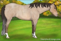 Horse Color:Amber Champagne Roan 