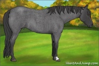 Horse Color:Smoky Blue Roan 
