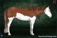 Horse Color:Chestnut Splash