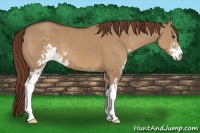 Horse Color:Red Dun Sabino 