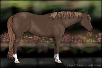 Horse Color:Liver Chestnut 