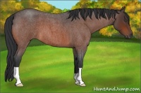 Horse Color:Bay Roan 