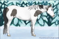 Horse Color:Grullo Splash Tobiano 
