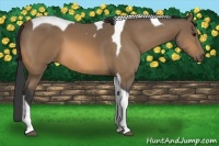 Horse Color:Buckskin Tobiano