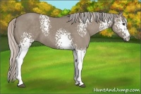 Horse Color:White Spotted Silver Grullo 