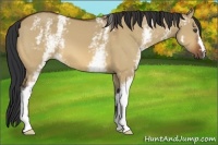 Horse Color:White Spotted Bay Dun