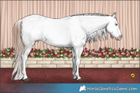 Horse Color:Liver Chestnut Splash Frame 