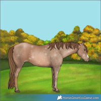 Horse Color:Liver Chestnut Pearl Frame