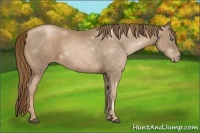 Horse Color:Liver Chestnut Pearl Frame 