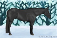 Horse Color:Liver Chestnut Frame 