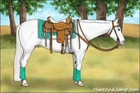 Horse Color:Cremello Sabino Appaloosa