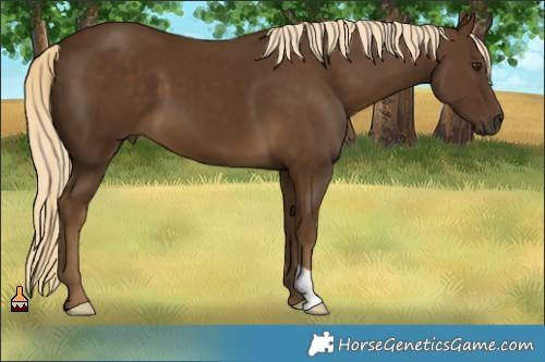 Horse Color:Chocolate Palomino 