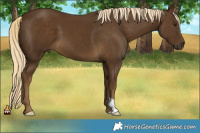 Horse Color:Chocolate Palomino 