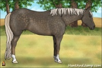 Horse Color:Chocolate Palomino 