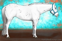 Horse Color:Liver Red Roan Frame