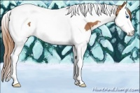 Horse Color:Chestnut Splash Tobiano