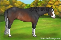 Horse Color:Brown Sabino Splash Rabicano 