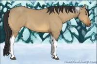 Horse Color:Buckskin Roan Dun Tobiano