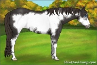 Horse Color:Liver Chestnut Sabino Frame 