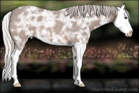 Horse Color:Silver Brown Ice Roan Sabino Splash 