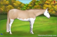 Horse Color:Chestnut Pearl Splash