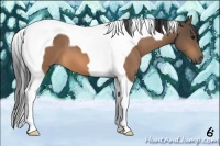 Horse Color:Buckskin Tobiano 