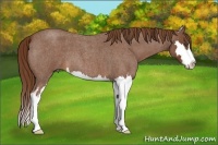 Horse Color:Red Roan Splash Frame 