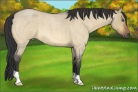 Horse Color:Buckskin Roan Dun