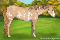 Horse Color:White Spotted Gold Champagne Splash Frame