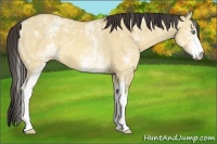 Horse Color:White Spotted Amber Champagne Dun 