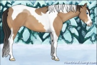Horse Color:Amber Champagne Splash Tobiano 