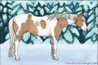 Horse Color:Silver Buckskin Splash Tobiano 