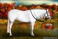 Horse Color:Buckskin Tobiano Appaloosa