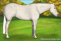 Horse Color:Cremello 