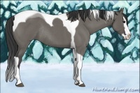 Horse Color:Grullo Roan Splash Tobiano Rabicano