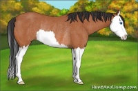 Horse Color:Bay Sabino Splash Rabicano