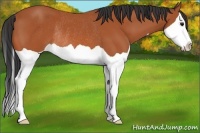 Horse Color:Bay Splash Rabicano 