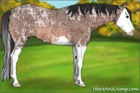 Horse Color:Bay Ice Splash Rabicano