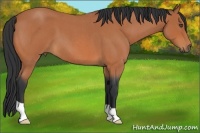 Horse Color:Bay Roan 
